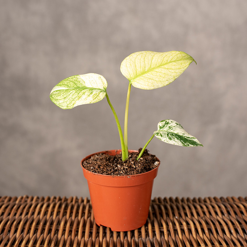Monstera 'Mint' | Mała