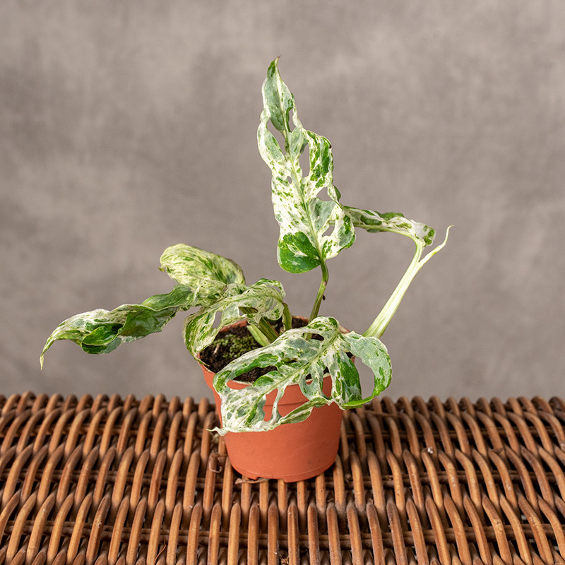 Monstera 'Frozen Freckles'...