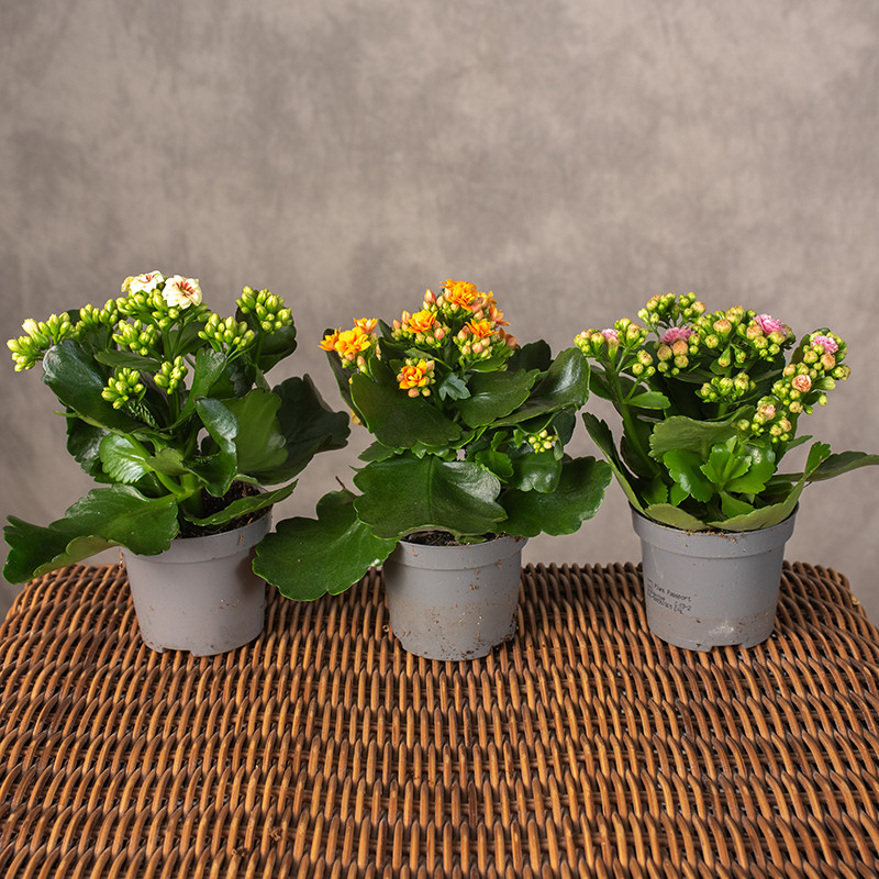 Kalanchoe MIX kolorów | Mini