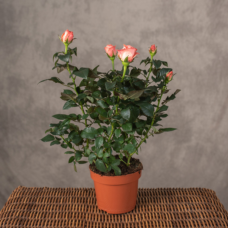 Róża doniczkowa | Łososiowa