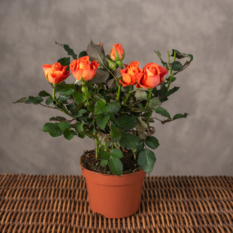 Roża doniczkowa | Pomarańczowa