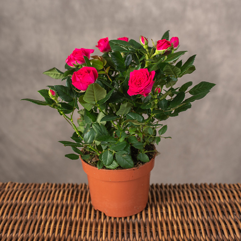 Róża doniczkowa | Różowa