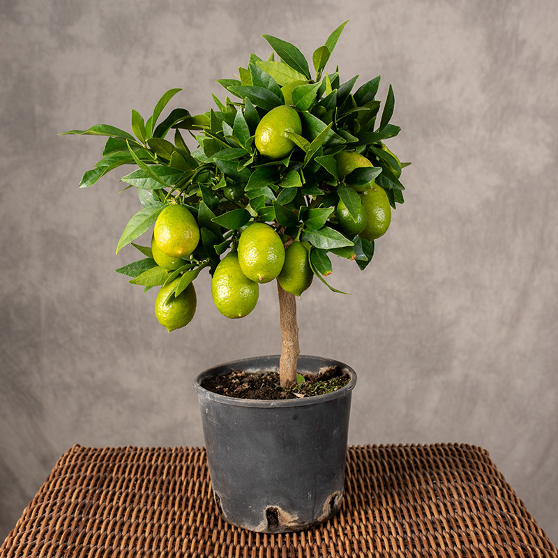 Limequat | Drzewko cytrusowe