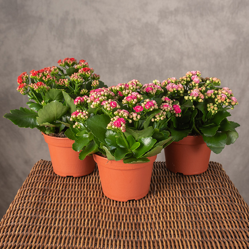 Kalanchoe MIX kolorów