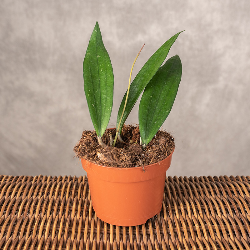 Hoja 'Rindu Rafflesia'