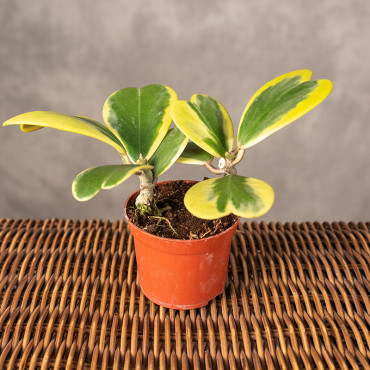 Hoja kerrii Yellow 'Variegata' | Mała