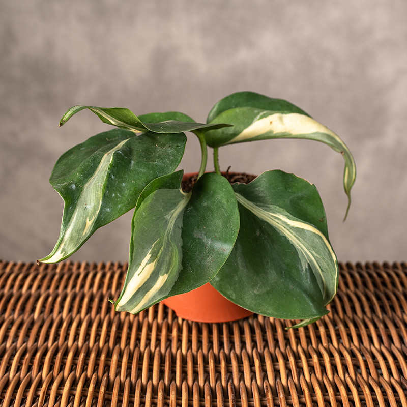 Filodendron 'Rio' | Mały