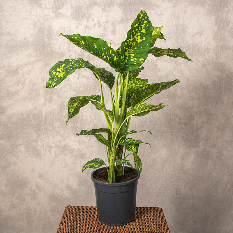 Difenbachia 'Spotty' | Duża