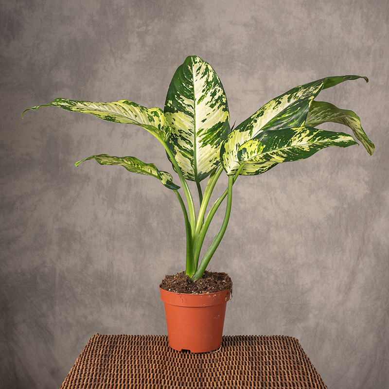 Difenbachia 'Yellow star'