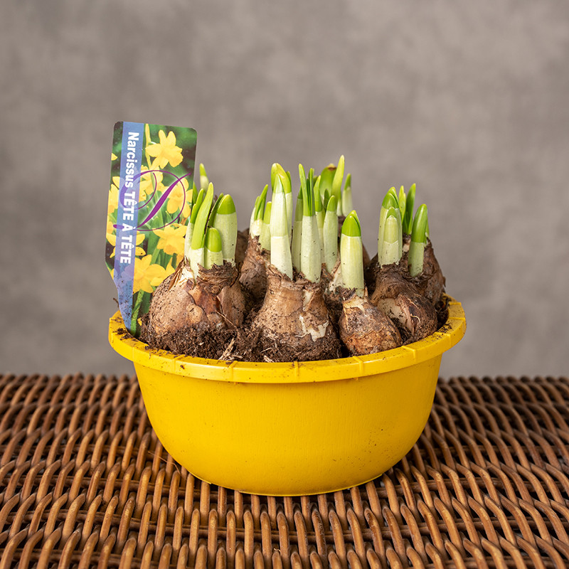 Narcyz 'Tete A Tete' | W misie