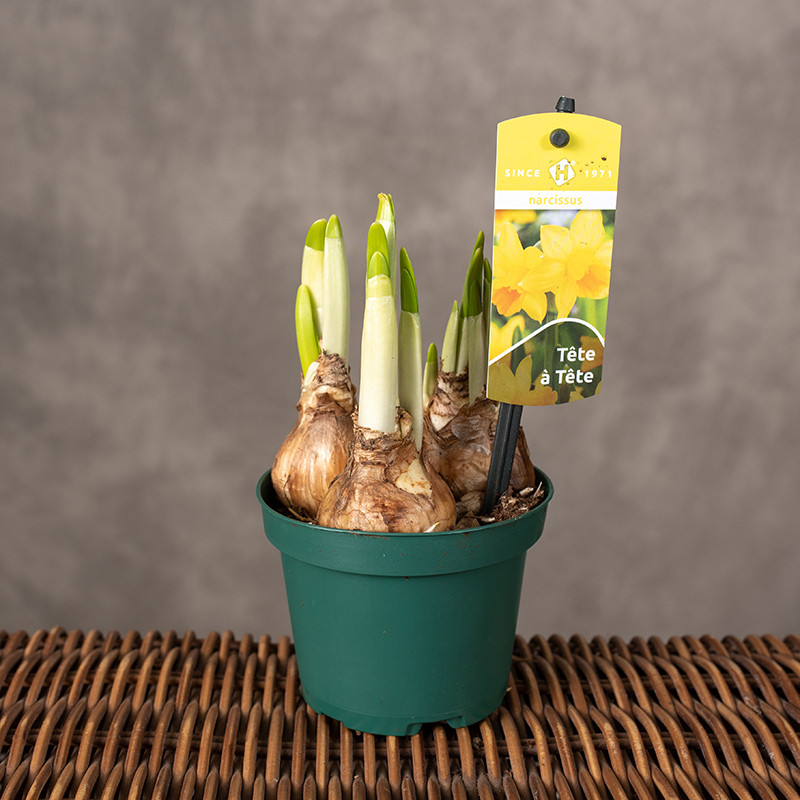 Narcyz 'Tete a Tete'