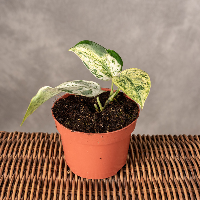 Scindapsus 'Jade Satin'