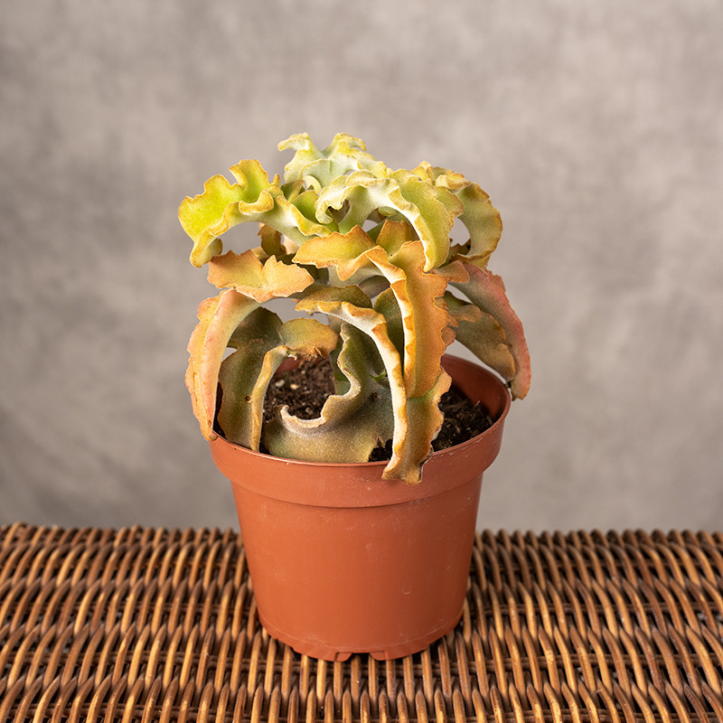 Kalanchoe 'Maltese Cross'