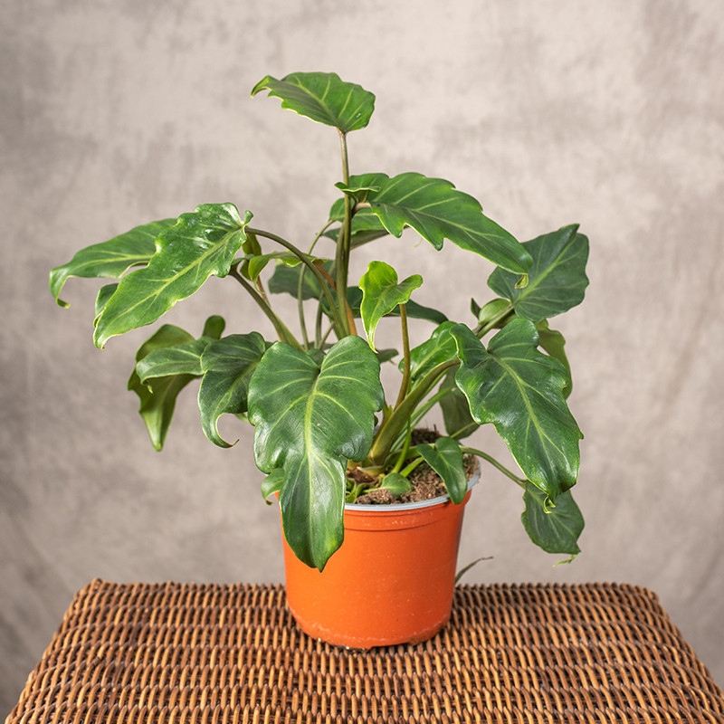 Filodendron 'Green Beauty'