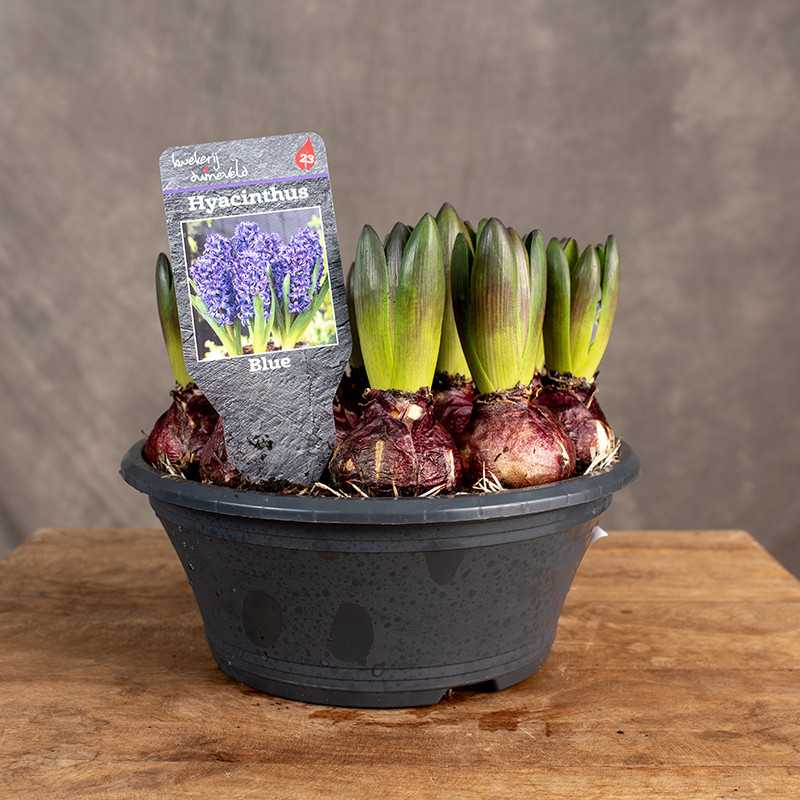 Hiacynt 'Blue Star' | W misie