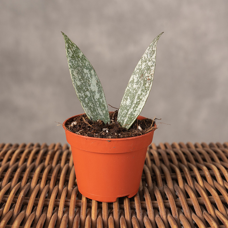 Hoja Lacunosa 'Laos'