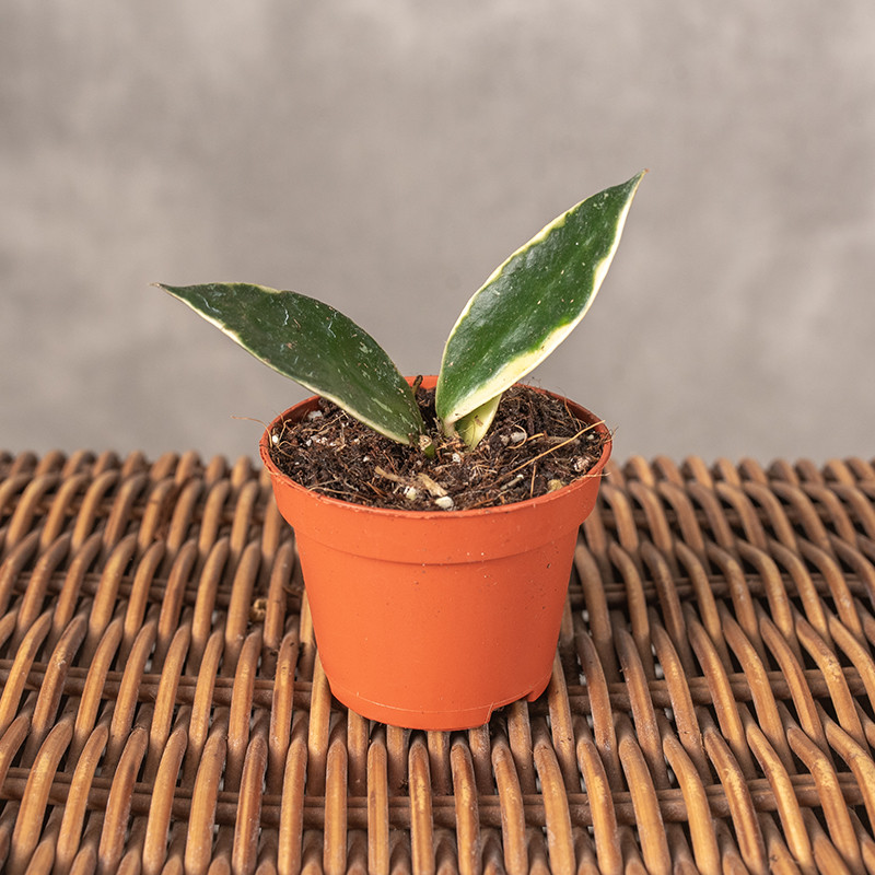 Hoja lacunosa 'Asami'