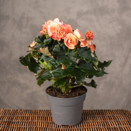 Begonia zimowa Łososiowa | Tomaszewski