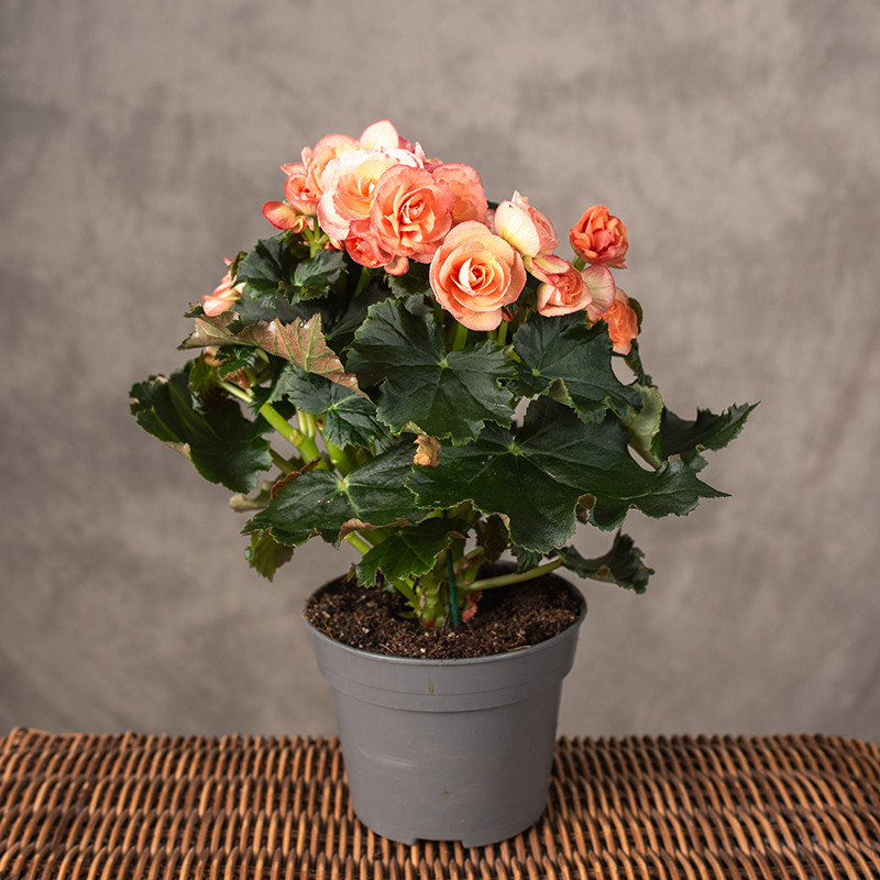 Begonia zimowa | Łososiowa