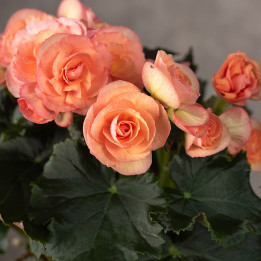 Begonia zimowa Łososiowa | Tomaszewski