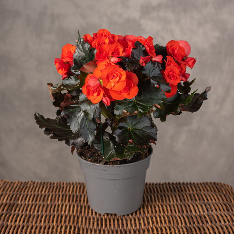 Begonia zimowa | Pomarańczowa