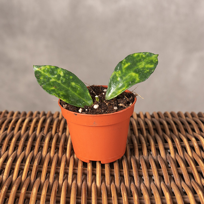 Hoja Lacunosa 'Amarillo'