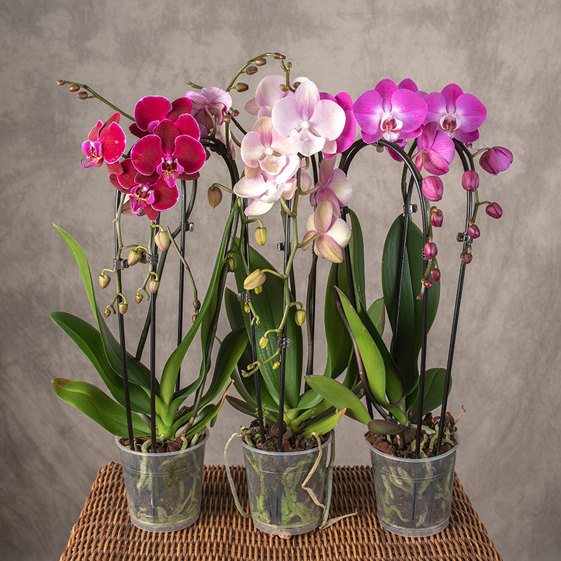 Storczyk kaskada 2-pędowy...