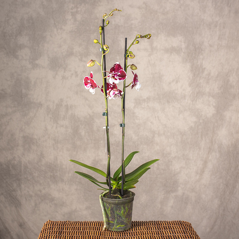 Storczyk biało - fioletowy...