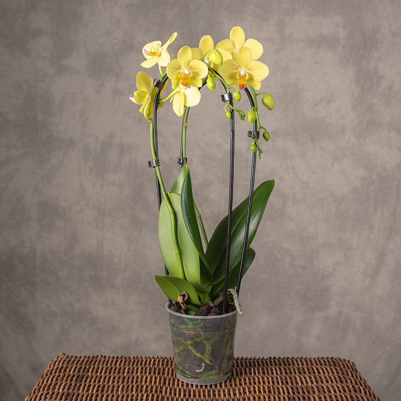 Storczyk 'Manta Palau' | 2...