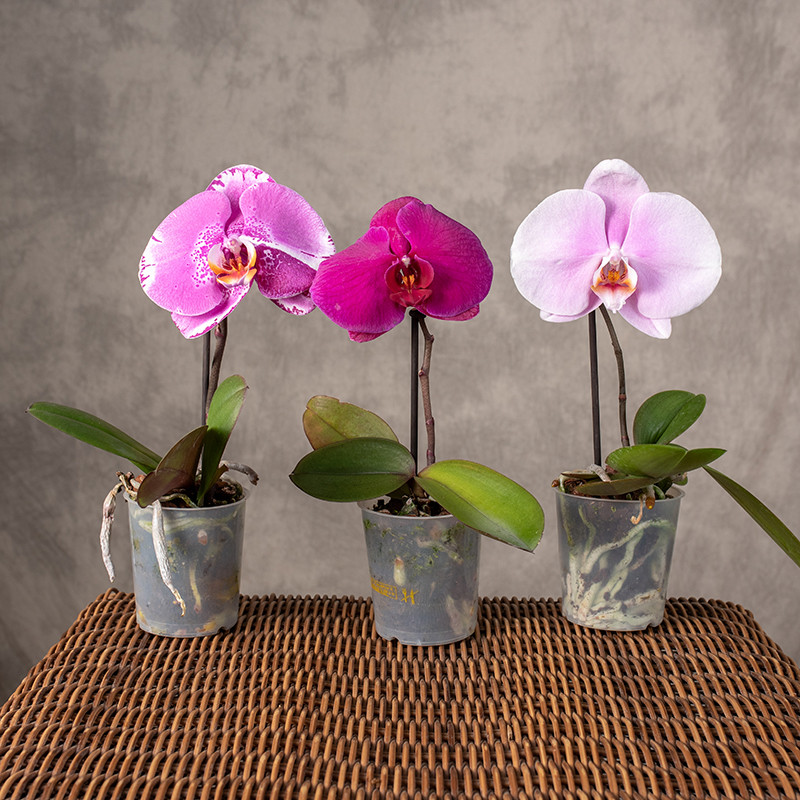 Storczyk 'Singolo' | Mix...