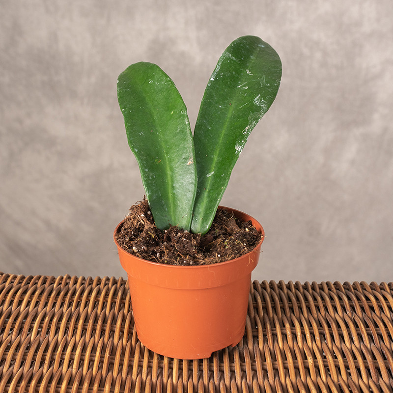 Hoja meliflua 'Island'