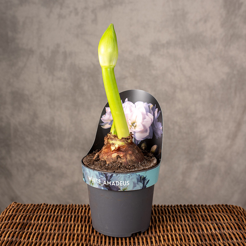 Amarylis 'White amadeus'