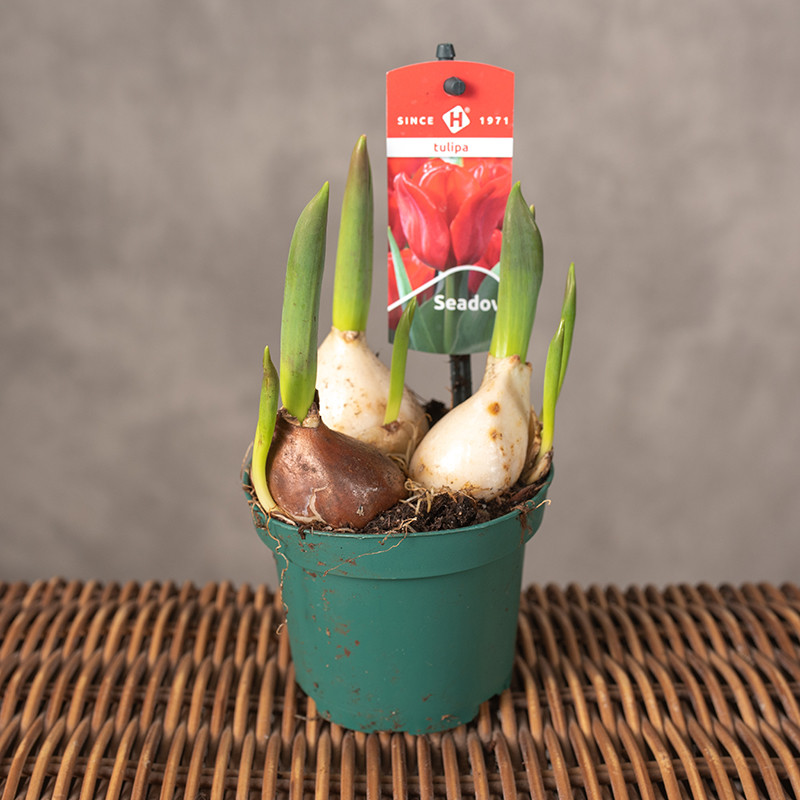 Tulipan 'Seadov' | Mała