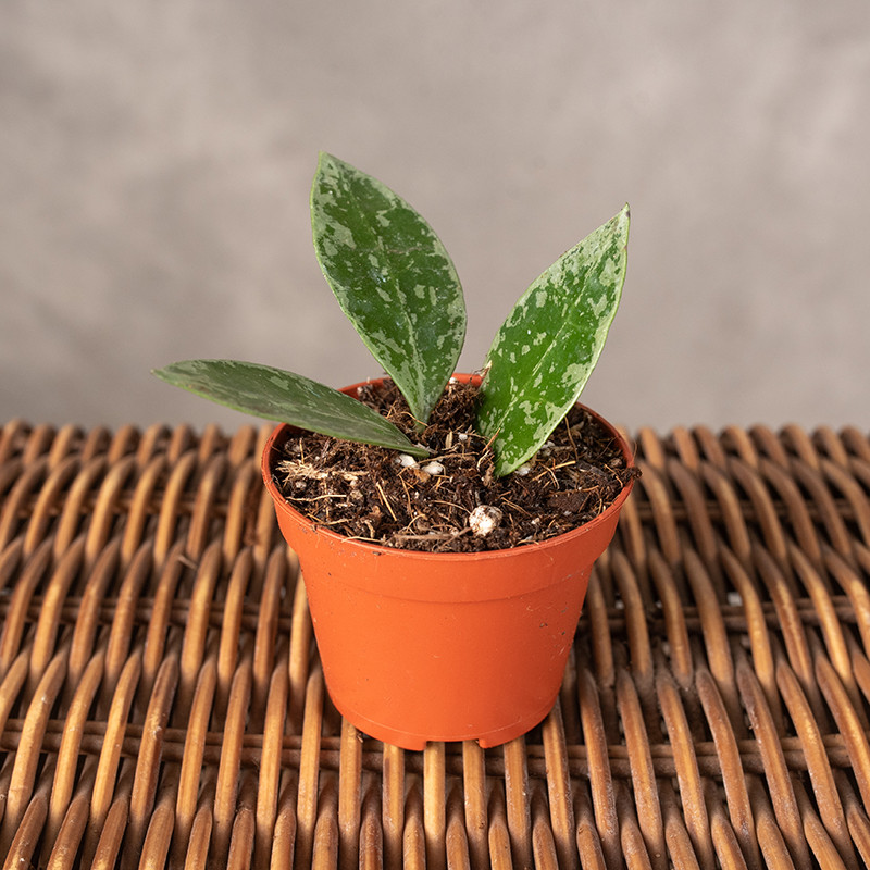 Hoja lacunosa 'Snow Leopard'