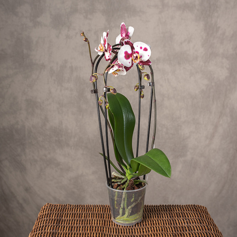 Storczyk kaskada biało -...