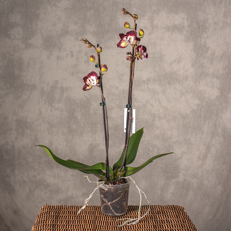 Storczyk 'Klementine' | 2 pędy