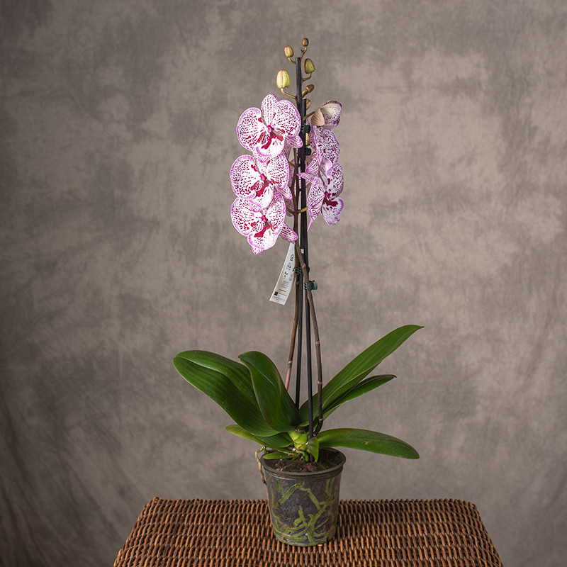 Storczyk 'Grace' | 2 pędy