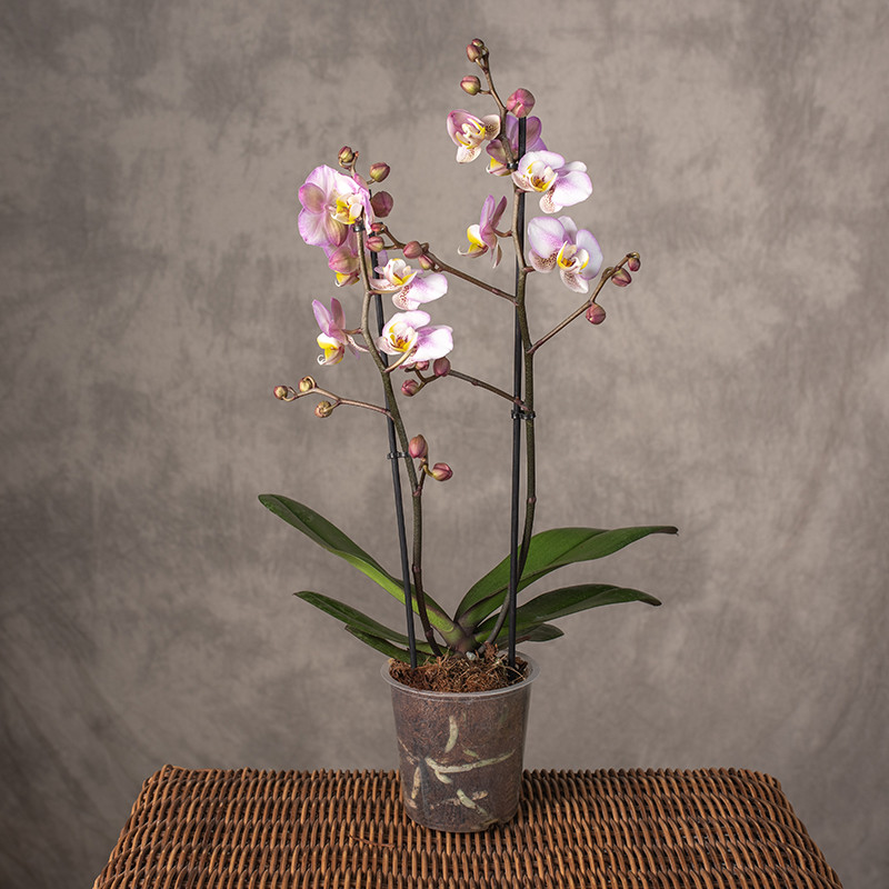 Storczyk 'Corolla Beach' |...