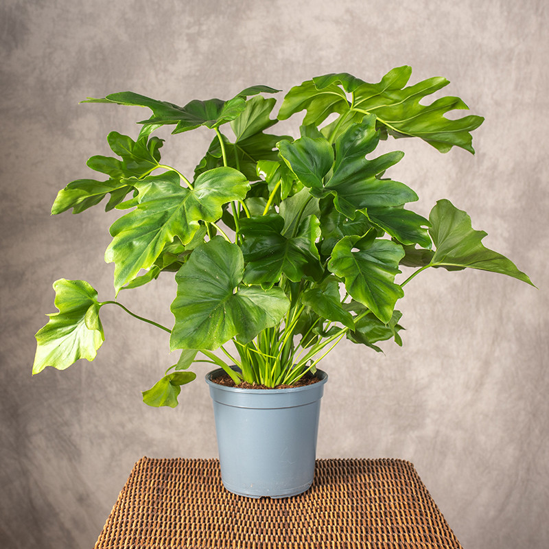 Filodendron selloum | Duży