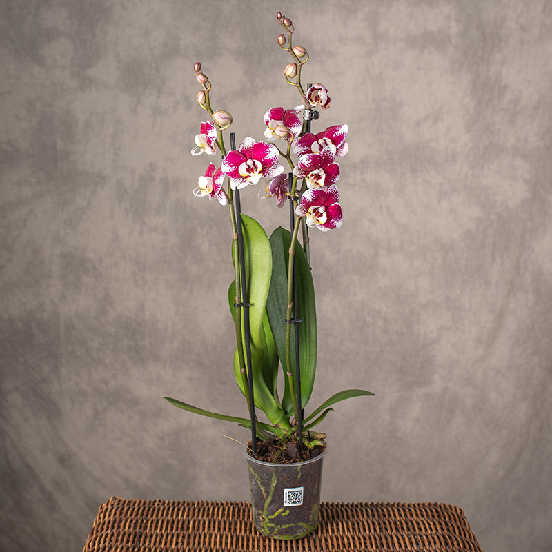 Storczyk biały nakrapiany |...