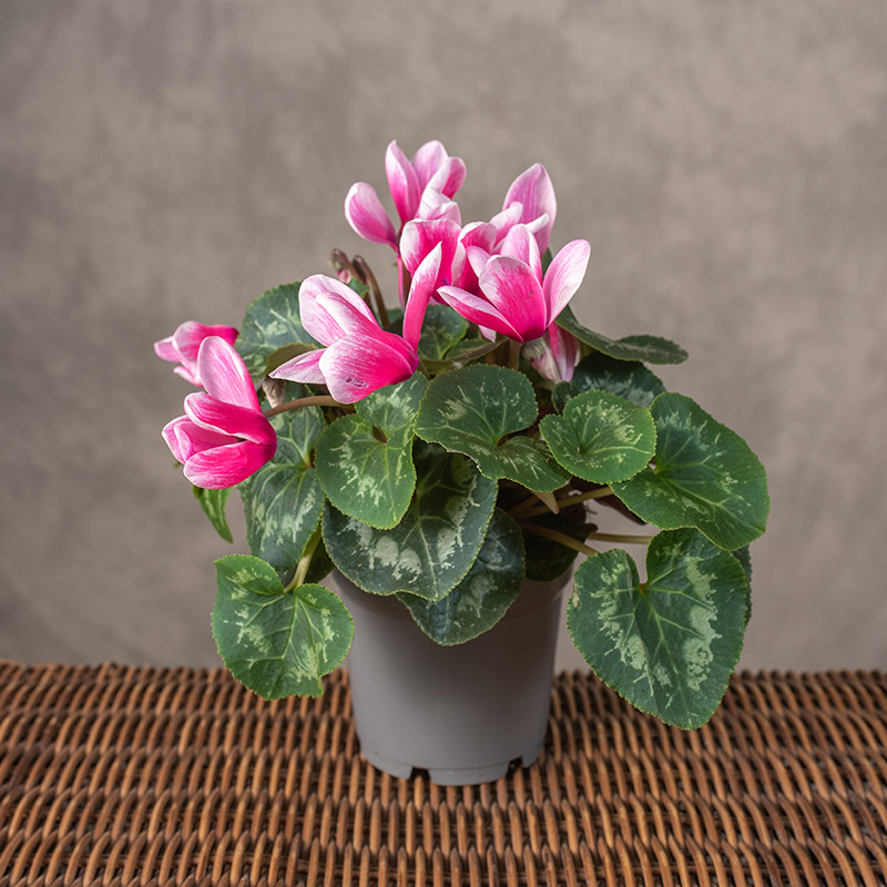 Cyklamen 'Lovely Moments'