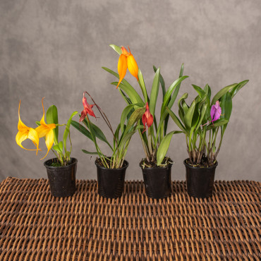 Storczyk 'Masdevallia' | Mix kolorów