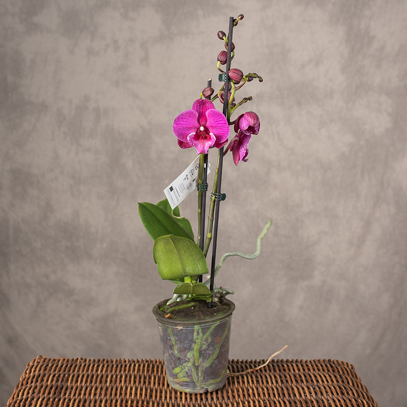 Storczyk fioletowy | 2 pędy