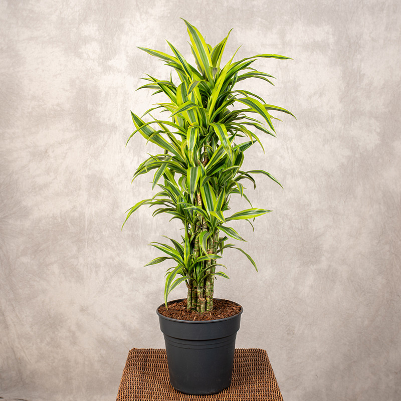 Dracena 'Lemon Lime' |...