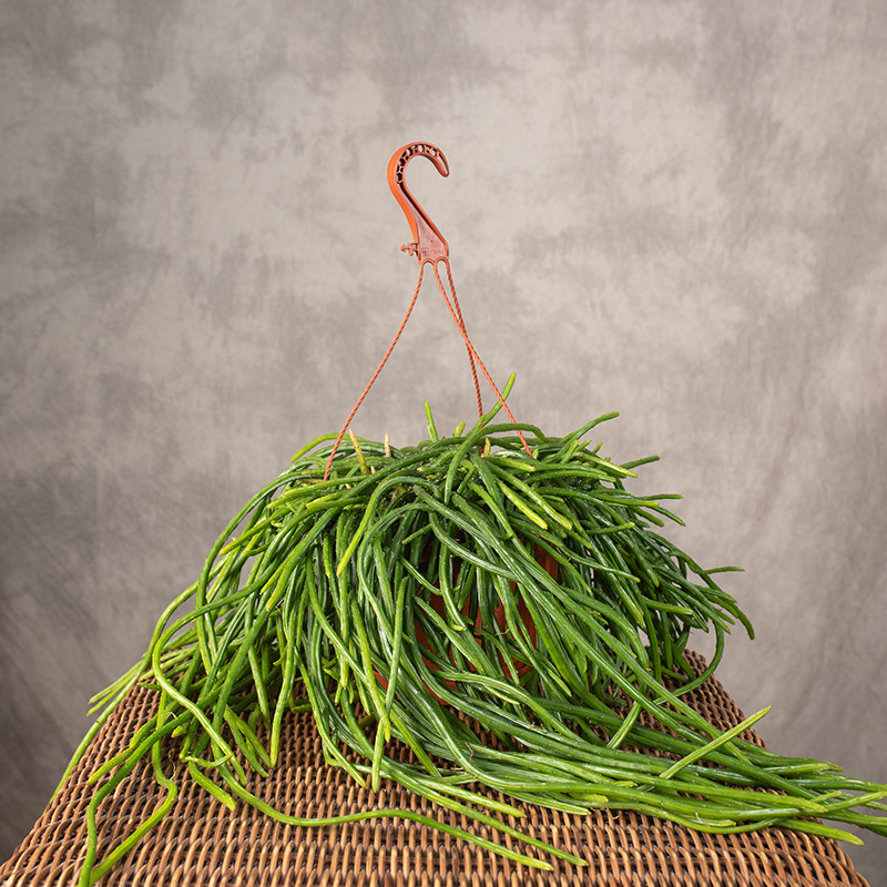 Rhipsalis Selenicereus...