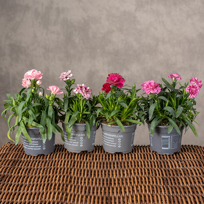 Goździk doniczkowy MIX kolorów