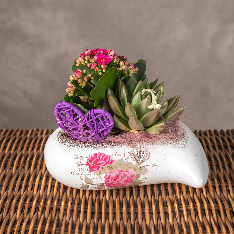 Kompozycja roślina w...