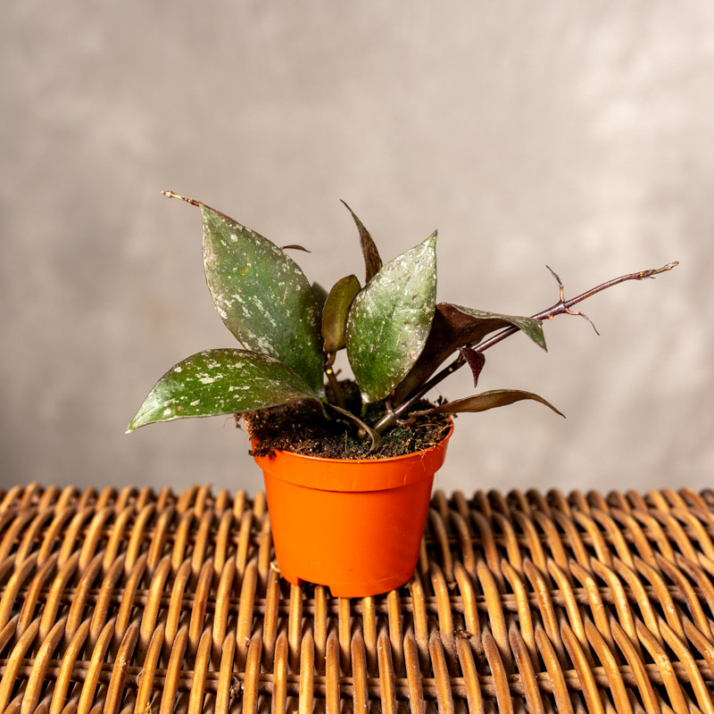 Hoja 'Nabawensis Splash' |...