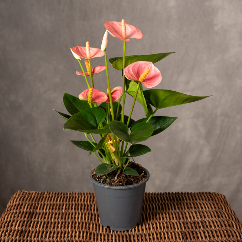 Anturium 'Haute Couture'