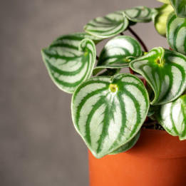 Peperomia 'Costa rica' | Tomaszewski